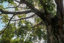 La ciudadan&iacute;a, apoyo vital para la gesti&oacute;n del Dagma en la protecci&oacute;n y  mantenimiento del arbolado de Cali