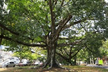 La ciudadan&iacute;a, apoyo vital para la gesti&oacute;n del Dagma en la protecci&oacute;n y  mantenimiento del arbolado de Cali