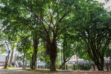 La ciudadan&iacute;a, apoyo vital para la gesti&oacute;n del Dagma en la protecci&oacute;n y  mantenimiento del arbolado de Cali