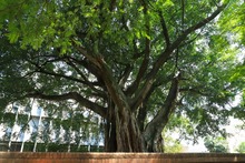 La ciudadan&iacute;a, apoyo vital para la gesti&oacute;n del Dagma en la protecci&oacute;n y  mantenimiento del arbolado de Cali