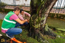 La ciudadan&iacute;a, apoyo vital para la gesti&oacute;n del Dagma en la protecci&oacute;n y  mantenimiento del arbolado de Cali