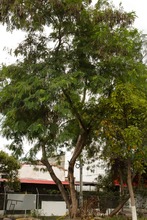 &lsquo;Plan Distrito m&aacute;s Verde&rsquo;: Dagma controla propagaci&oacute;n de la especie invasora leucaena