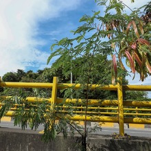 &lsquo;Plan Distrito m&aacute;s Verde&rsquo;: Dagma controla propagaci&oacute;n de la especie invasora leucaena