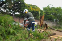 &lsquo;Plan Distrito m&aacute;s Verde&rsquo;: Dagma controla propagaci&oacute;n de la especie invasora leucaena