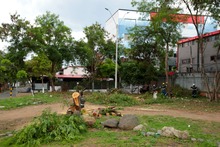 &lsquo;Plan Distrito m&aacute;s Verde&rsquo;: Dagma controla propagaci&oacute;n de la especie invasora leucaena