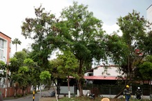 &lsquo;Plan Distrito m&aacute;s Verde&rsquo;: Dagma controla propagaci&oacute;n de la especie invasora leucaena