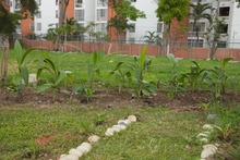 &lsquo;Plan Distrito m&aacute;s Verde&rsquo;: Dagma controla propagaci&oacute;n de la especie invasora leucaena