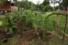 &lsquo;Plan Distrito m&aacute;s Verde&rsquo;: Dagma controla propagaci&oacute;n de la especie invasora leucaena
