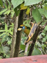 M&aacute;s de 350 especies de aves alberga el &lsquo;Para&iacute;so de los Colibr&iacute;es&rsquo;: santuario de la naturaleza en Cali que requiere tu ayuda