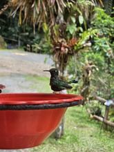M&aacute;s de 350 especies de aves alberga el &lsquo;Para&iacute;so de los Colibr&iacute;es&rsquo;: santuario de la naturaleza en Cali que requiere tu ayuda