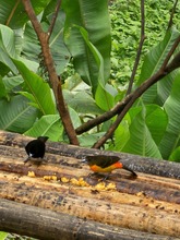 M&aacute;s de 350 especies de aves alberga el &lsquo;Para&iacute;so de los Colibr&iacute;es&rsquo;: santuario de la naturaleza en Cali que requiere tu ayuda