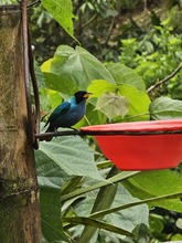 M&aacute;s de 350 especies de aves alberga el &lsquo;Para&iacute;so de los Colibr&iacute;es&rsquo;: santuario de la naturaleza en Cali que requiere tu ayuda