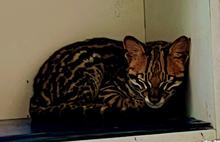 Autoridades rescatan un tigrillo cachorro dentro de unidad residencial al sur de Cali: el animal se recupera en el Hogar de Paso del Dagma