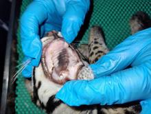 Autoridades rescatan un tigrillo cachorro dentro de unidad residencial al sur de Cali: el animal se recupera en el Hogar de Paso del Dagma