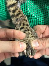 Autoridades rescatan un tigrillo cachorro dentro de unidad residencial al sur de Cali: el animal se recupera en el Hogar de Paso del Dagma