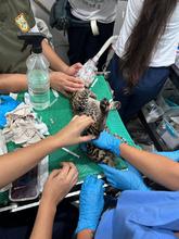 Autoridades rescatan un tigrillo cachorro dentro de unidad residencial al sur de Cali: el animal se recupera en el Hogar de Paso del Dagma