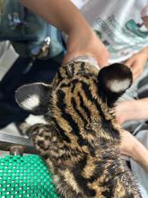 Autoridades rescatan un tigrillo cachorro dentro de unidad residencial al sur de Cali: el animal se recupera en el Hogar de Paso del Dagma