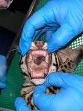 Autoridades rescatan un tigrillo cachorro dentro de unidad residencial al sur de Cali: el animal se recupera en el Hogar de Paso del Dagma