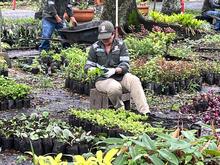 El Dagma lidera acciones para preservar la naturaleza con miras a Semana Santa: se entregar&aacute;n 2000 plantas ornamentales 