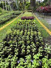 El Dagma lidera acciones para preservar la naturaleza con miras a Semana Santa: se entregar&aacute;n 2000 plantas ornamentales 