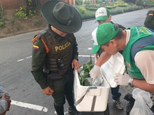 Dagma y Polic&iacute;a Ambiental intensifican controles al tr&aacute;fico y  comercializaci&oacute;n de fauna y flora silvestre