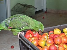 Dagma y Polic&iacute;a Ambiental intensifican controles al tr&aacute;fico y  comercializaci&oacute;n de fauna y flora silvestre