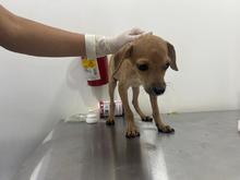 Cinco perros rescatados del maltrato en Potrero Grande: Protecci&oacute;n Animal impone sanciones  