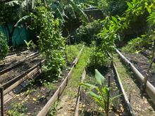 Las huertas comunitarias de los comedores promueven el cuidado del medio ambiente en los territorios