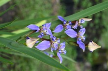 El Dagma se pone la camiseta de la &lsquo;Marat&oacute;n de Cali 2025&rsquo;: autoridad ambiental despliega un plan de ajardinamiento en la ciudad 