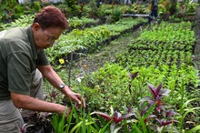 El Dagma se pone la camiseta de la &lsquo;Marat&oacute;n de Cali 2025&rsquo;: autoridad ambiental despliega un plan de ajardinamiento en la ciudad 