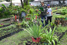 El Dagma se pone la camiseta de la &lsquo;Marat&oacute;n de Cali 2025&rsquo;: autoridad ambiental despliega un plan de ajardinamiento en la ciudad 