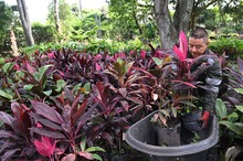 El Dagma se pone la camiseta de la &lsquo;Marat&oacute;n de Cali 2025&rsquo;: autoridad ambiental despliega un plan de ajardinamiento en la ciudad 