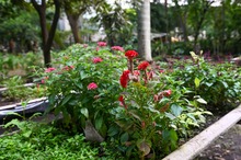 El Dagma se pone la camiseta de la &lsquo;Marat&oacute;n de Cali 2025&rsquo;: autoridad ambiental despliega un plan de ajardinamiento en la ciudad 