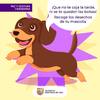 Paseo mascotas