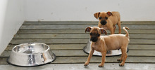 30 animales buscan un nuevo hogar que les brinde amor y protecci&oacute;n
