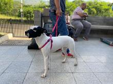 Centro de Bienestar Animal realiz&oacute; su primera jornada masiva de esterilizaciones