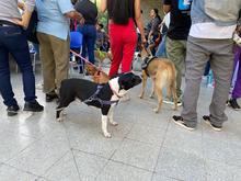 Centro de Bienestar Animal realiz&oacute; su primera jornada masiva de esterilizaciones