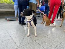 Centro de Bienestar Animal realiz&oacute; su primera jornada masiva de esterilizaciones
