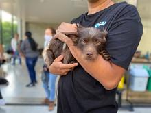 Centro de Bienestar Animal realiz&oacute; su primera jornada masiva de esterilizaciones