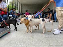Centro de Bienestar Animal realiz&oacute; su primera jornada masiva de esterilizaciones