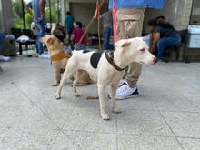 Centro de Bienestar Animal realiz&oacute; su primera jornada masiva de esterilizaciones