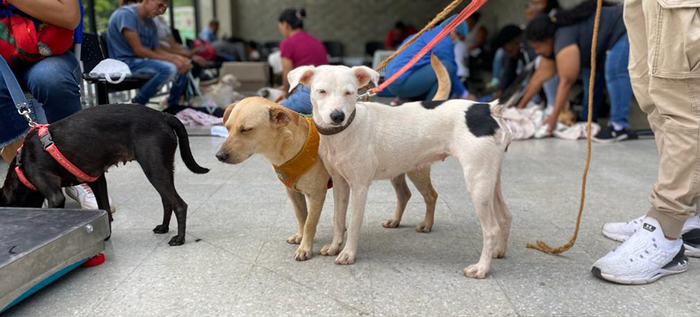 Centro de Bienestar Animal realiz&oacute; su primera jornada masiva de esterilizaciones
