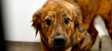 Perros adultos buscan la oportunidad de un nuevo hogar