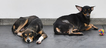 Perros adultos buscan la oportunidad de un nuevo hogar