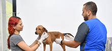 Perros adultos buscan la oportunidad de un nuevo hogar