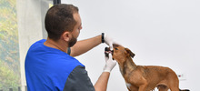 Perros adultos buscan la oportunidad de un nuevo hogar