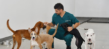 Perros adultos buscan la oportunidad de un nuevo hogar