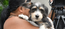 Esterilizar: un acto de amor por los animales de compa&ntilde;&iacute;a