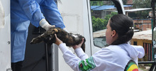 Esterilizar: un acto de amor por los animales de compa&ntilde;&iacute;a