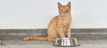 Centro de Bienestar Animal alberga a felinos que esperan por un nuevo hogar